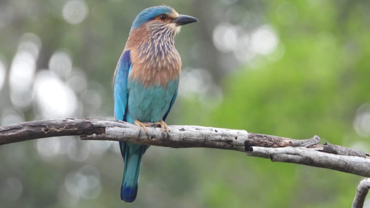 Yala National Park Tour